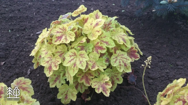 Heucherella   'Solar Eclipse'